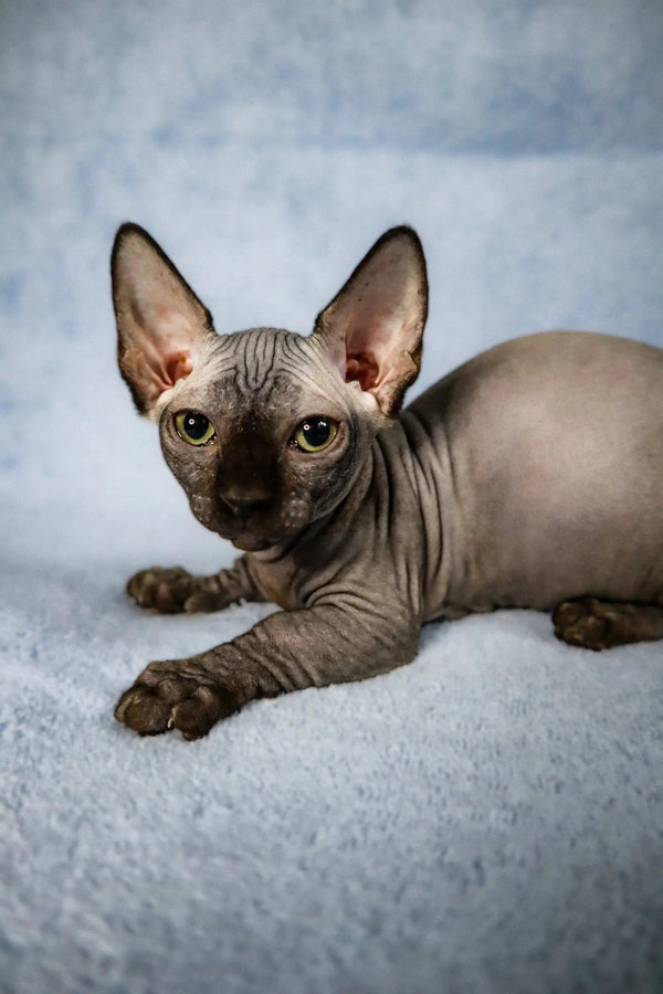 Cori Bambino Kitten - adorable hairless Sphynx cat with large ears and wrinkled skin