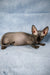 Hairless Sphynx Cat lying on side, showcasing Cori Bambino Kitten’s playful alertness