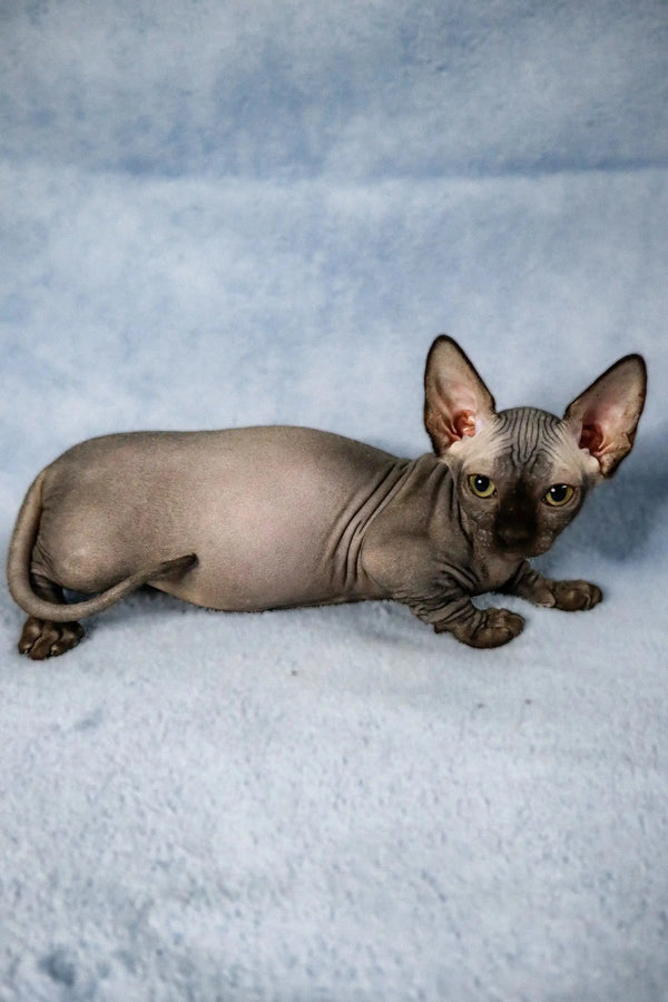 Hairless Sphynx Cat lying on side, showcasing Cori Bambino Kitten’s playful alertness