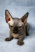 Adorable Hairless Sphynx Bambino Kitten with dreamy wrinkled skin and big ears