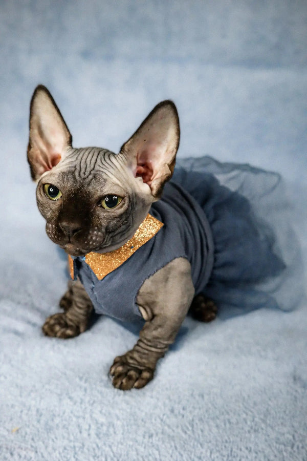 Cute Hairless Sphynx Bambino Kitten in a blue shirt with an orange collar