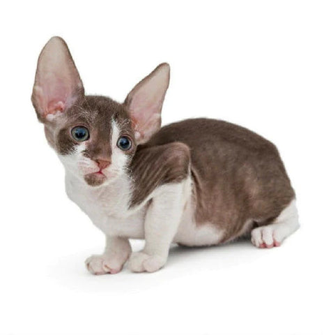 Cornish Rex Cats