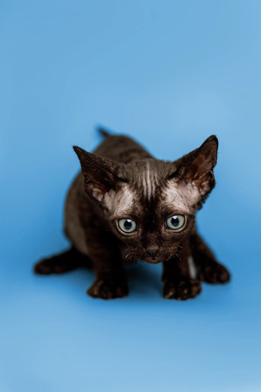 Devon Rex Kittens For Sale | Cat Cosmo | Kitten