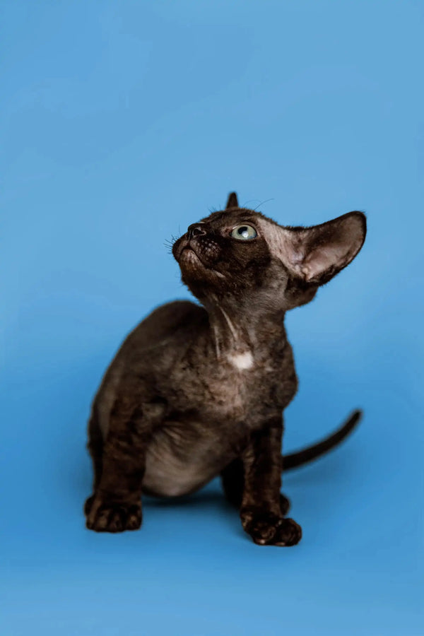 Black Devon Rex kitten with big ears gazing up, showcasing adorable features