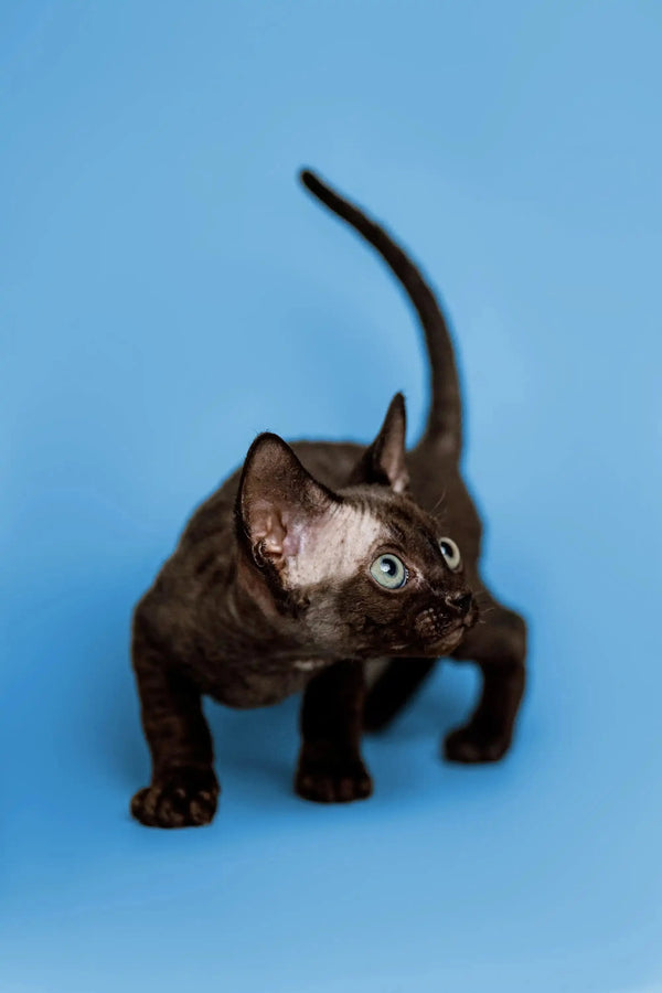 Black Devon Rex kitten Cosmo with bright green eyes and alert ears looking adorable