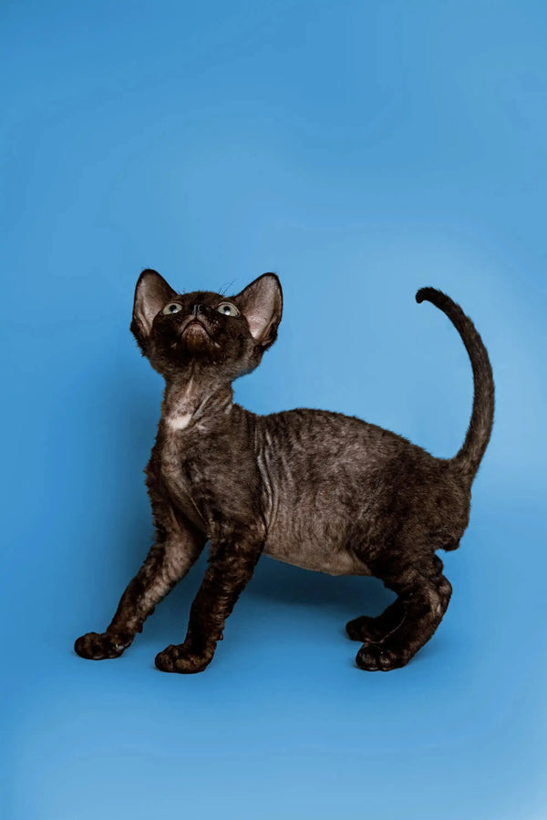 Adorable Black Devon Rex kitten with big ears and curly coat in Cosmo product