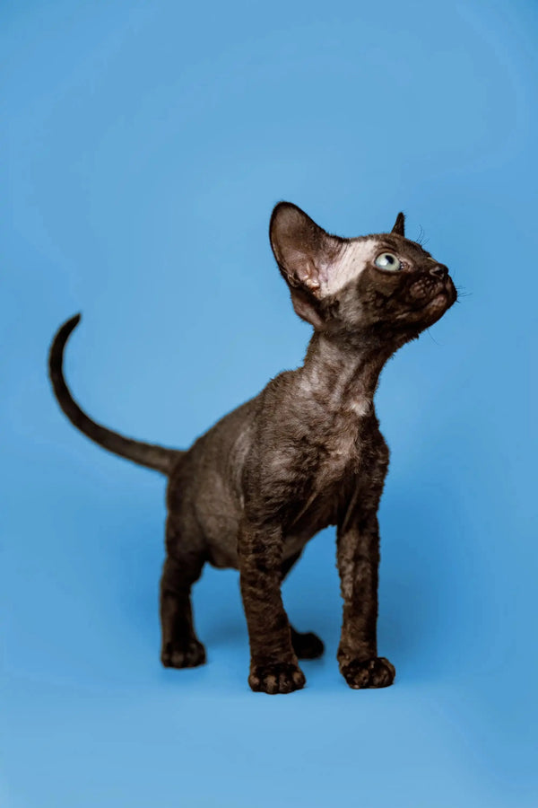 Black hairless Devon Rex kitten with big ears standing alert on a blue background