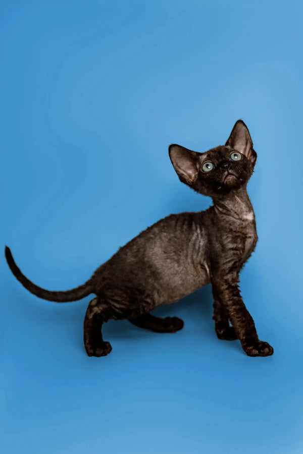 Black Sphynx kitten with big ears and thin tail, perfect for Devon Rex lovers