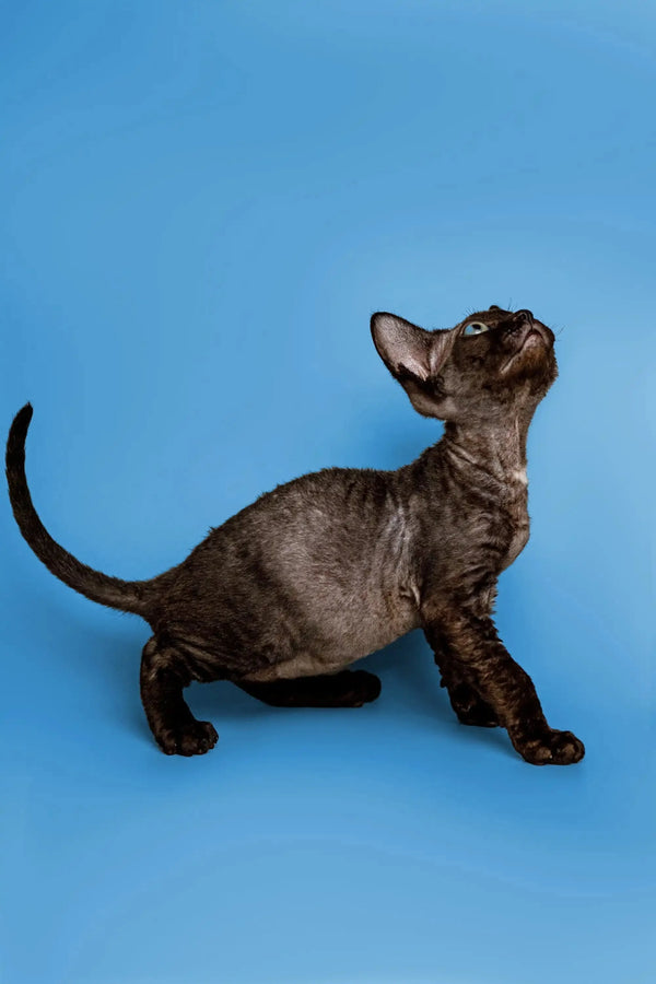 Adorable Black Devon Rex kitten with wrinkled skin looking up, perfect for your home