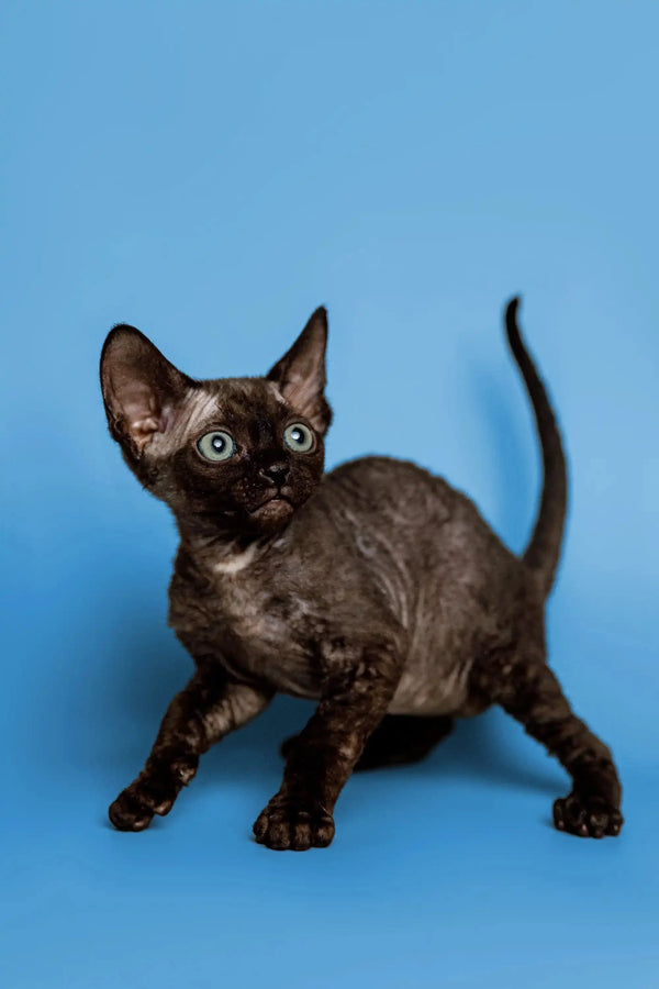 Black Devon Rex kitten with big ears and curly fur, perfect for cozy cuddles