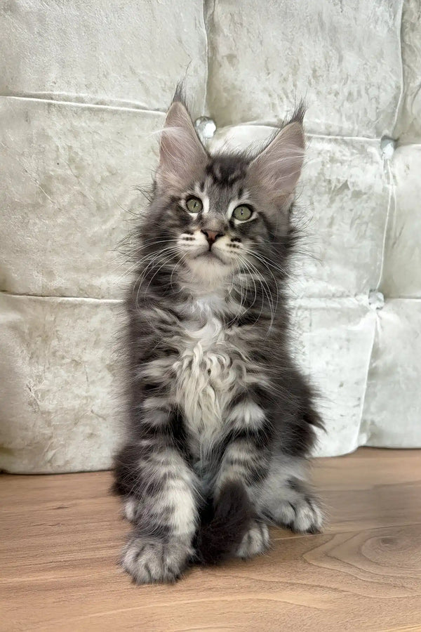 Cosmo | maine coon kitten