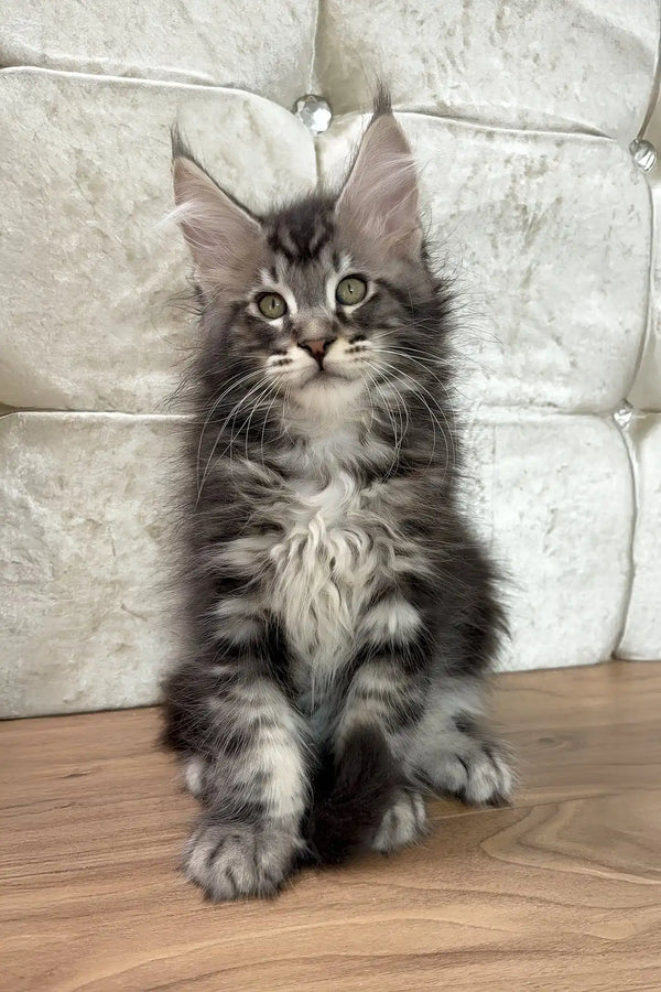 Cosmo | maine coon kitten