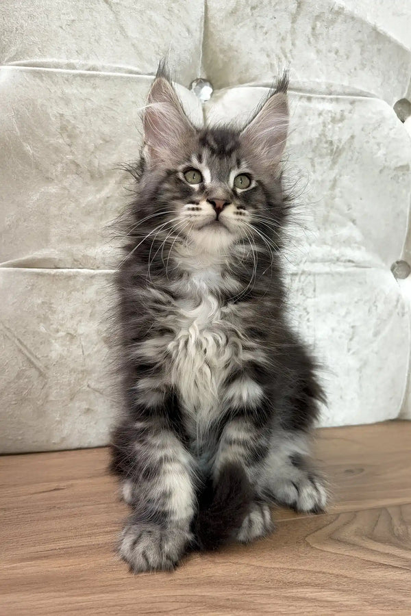 Cosmo | maine coon kitten