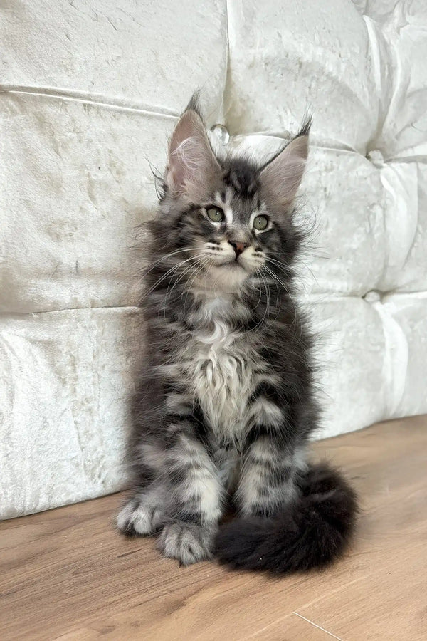 Cosmo | maine coon kitten