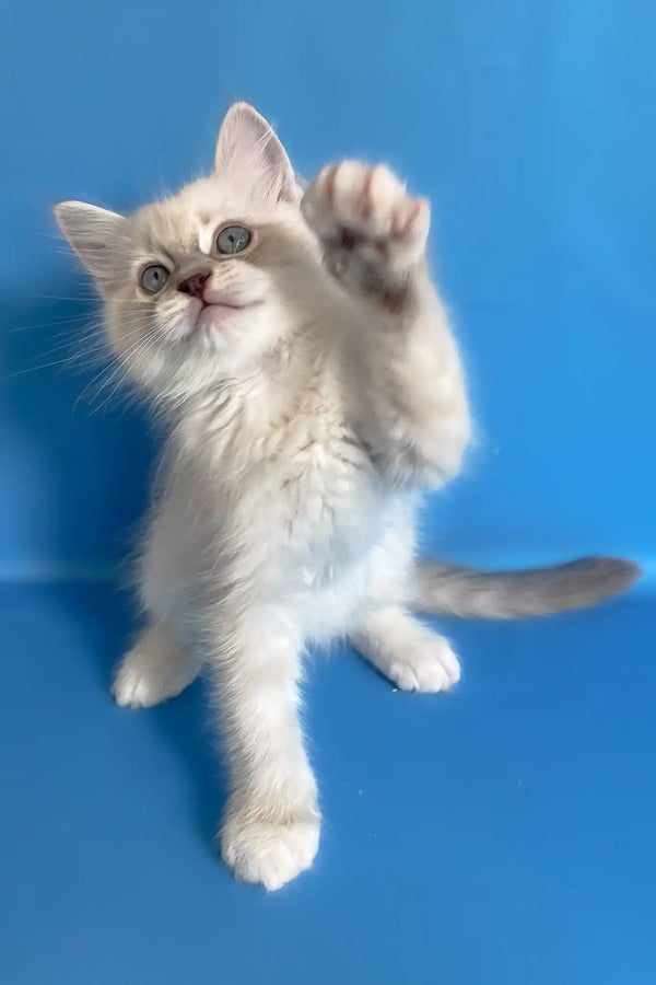 Cosmo | ragdoll kitten