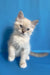 Cosmo | ragdoll kitten