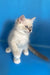 Cosmo | ragdoll kitten