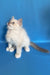 Cosmo | ragdoll kitten