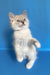 Cosmo | ragdoll kitten