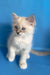 Cosmo | ragdoll kitten