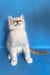 Cosmo | ragdoll kitten
