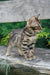 Cosmos | bengal kitten