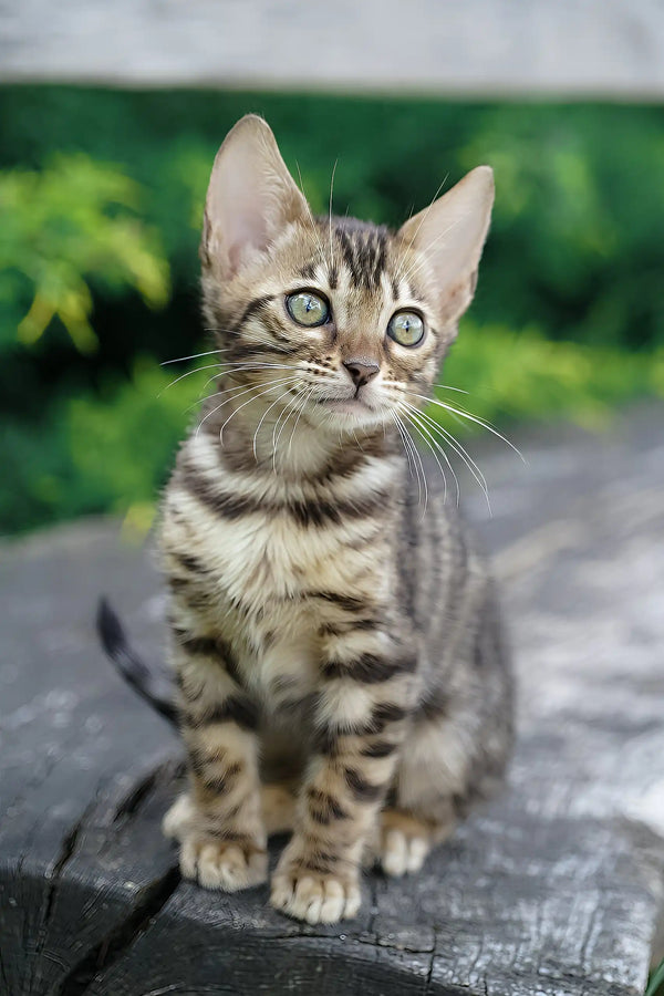 Cosmos | bengal kitten