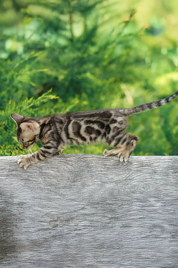 Cosmos | bengal kitten