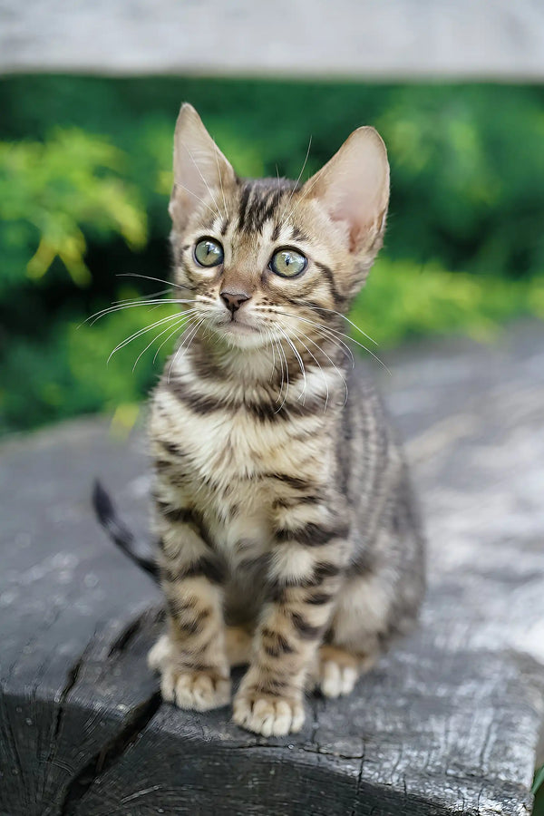 Cosmos | bengal kitten
