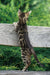 Cosmos | bengal kitten