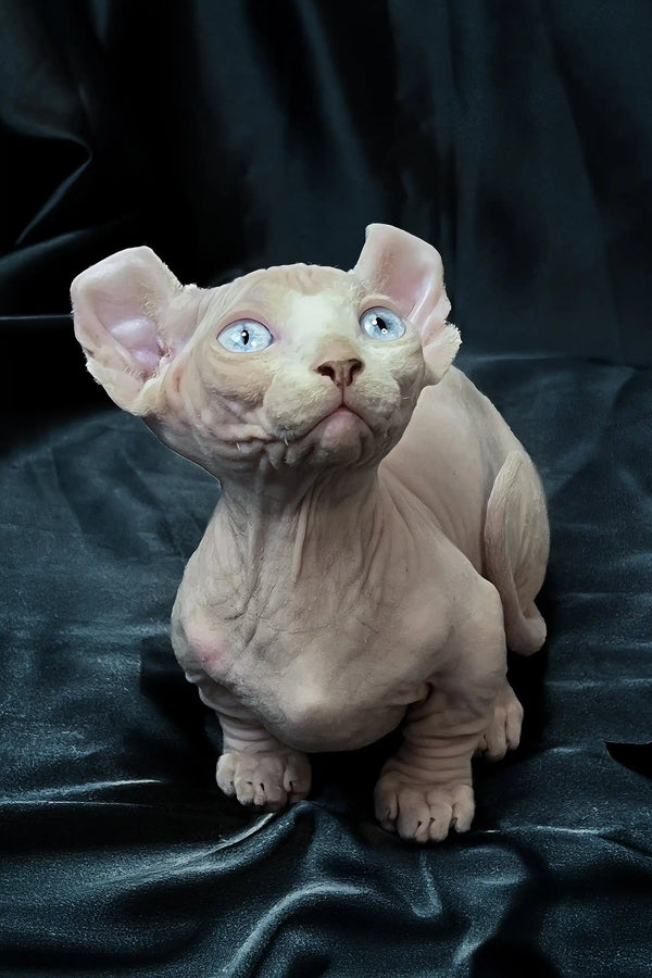 Cosmos | dwelf sphynx kitten