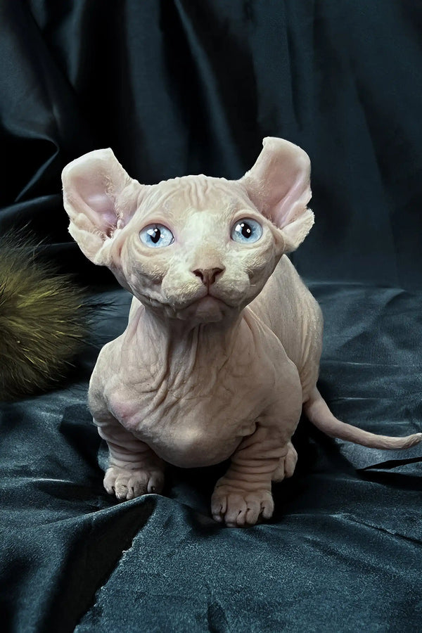 Cosmos the Dwelf Sphynx Kitten Blue-Eyed Cutie - Main Image