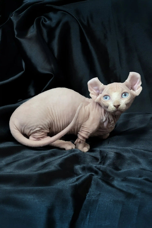 Cosmos | dwelf sphynx kitten