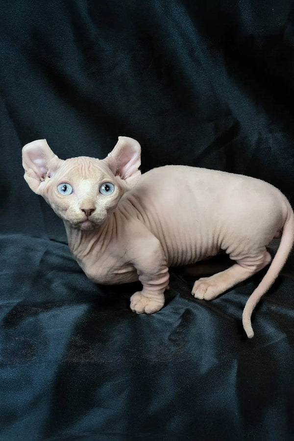 Cosmos | dwelf sphynx kitten