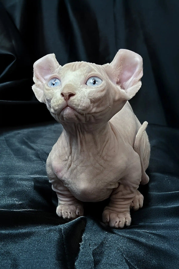 Cosmos | dwelf sphynx kitten