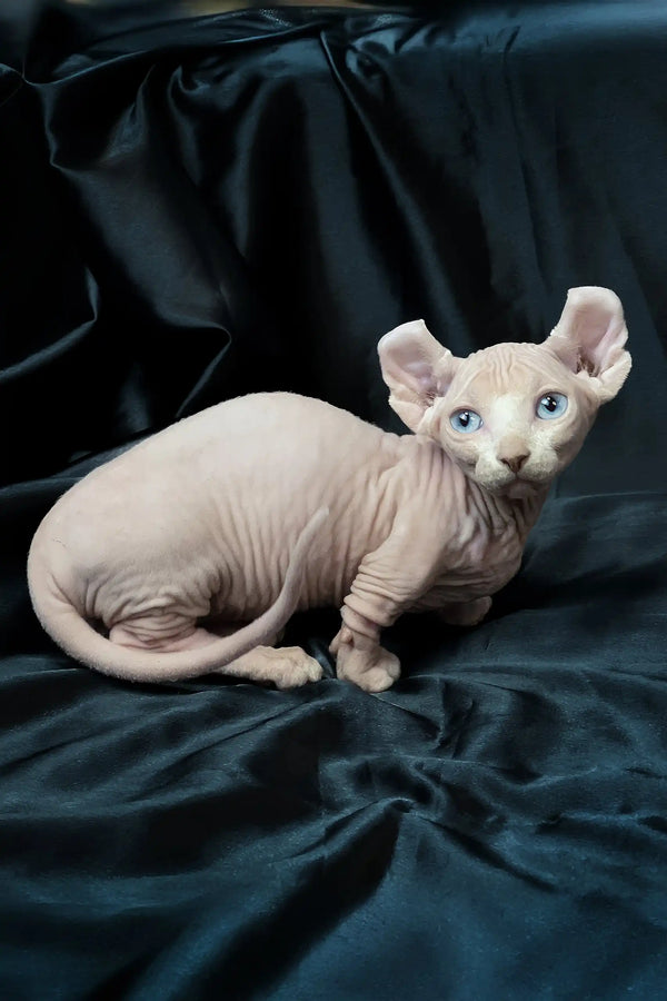 Cosmos | dwelf sphynx kitten