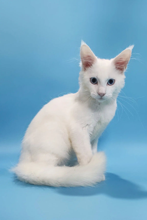 Coss | maine coon kitten