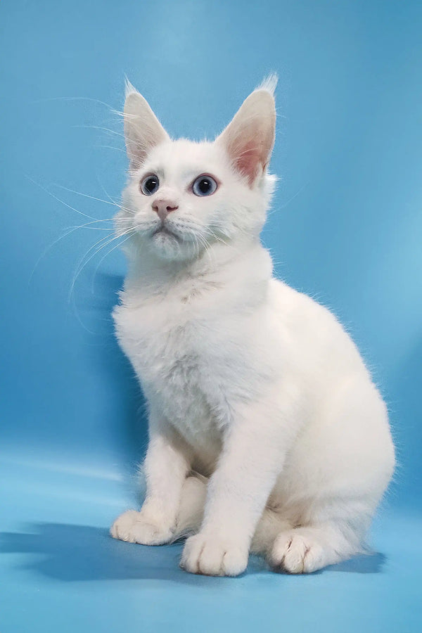 Coss | maine coon kitten