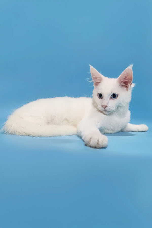 Coss | maine coon kitten