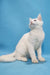 Coss | maine coon kitten