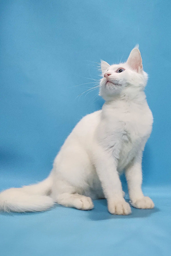 Coss | maine coon kitten