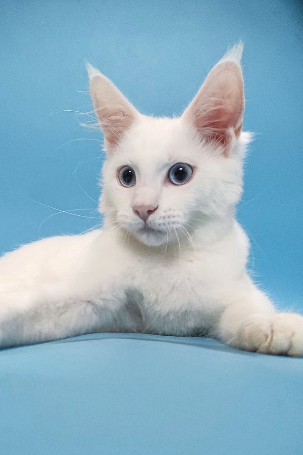 Coss | maine coon kitten