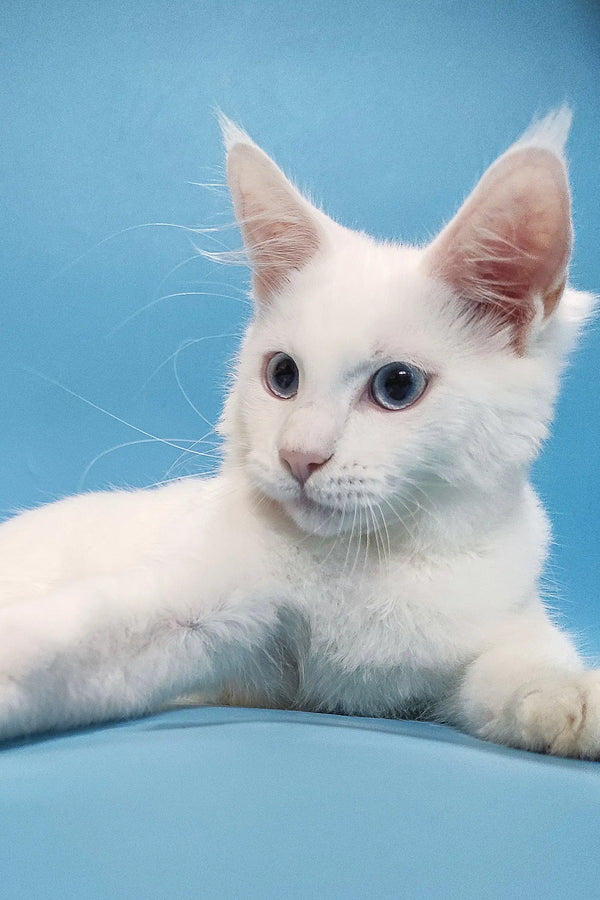 Coss | maine coon kitten