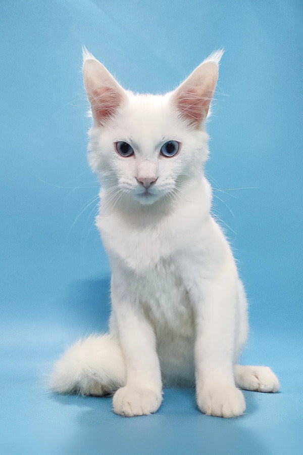 Coss | maine coon kitten