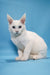 Coss | maine coon kitten