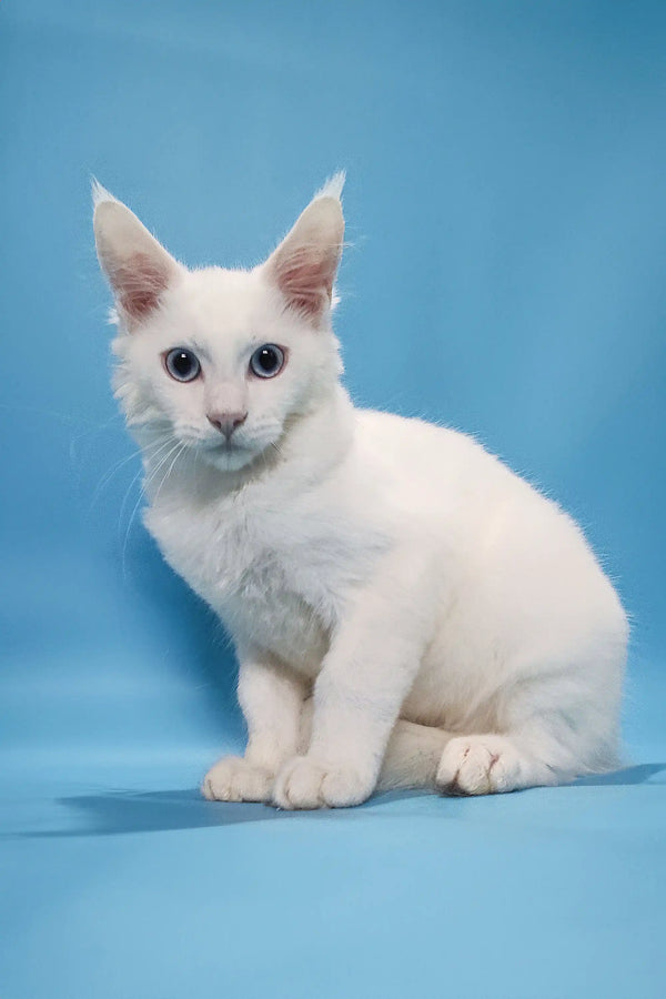 Coss | maine coon kitten