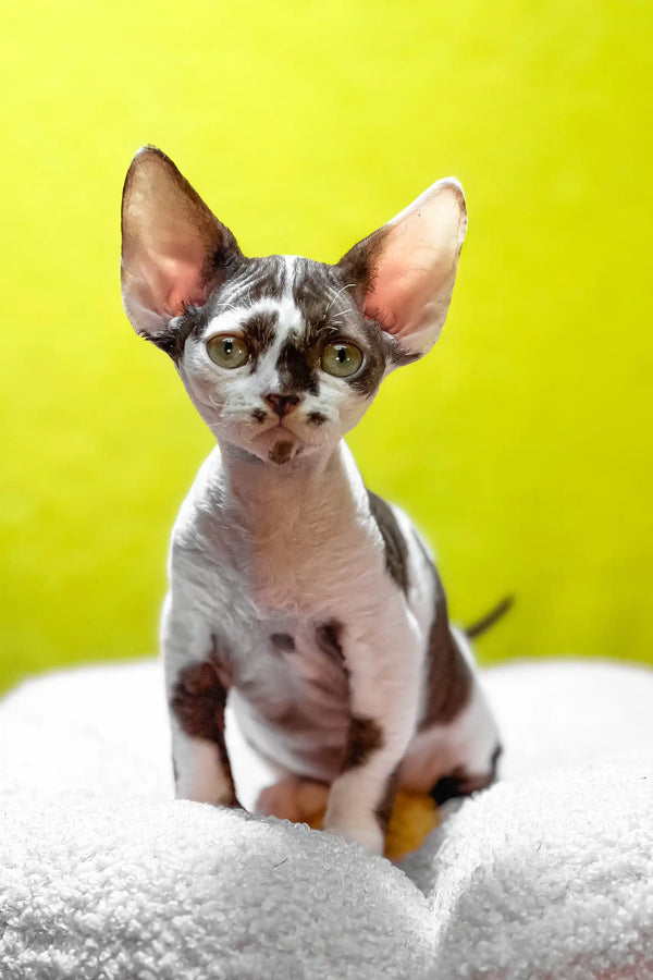 Costas | devon rex kitten