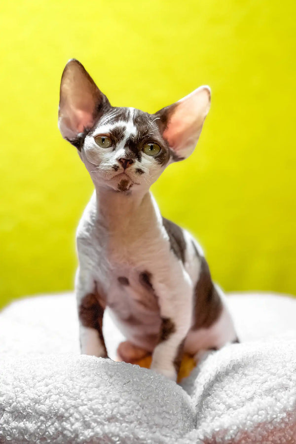 Costas | devon rex kitten