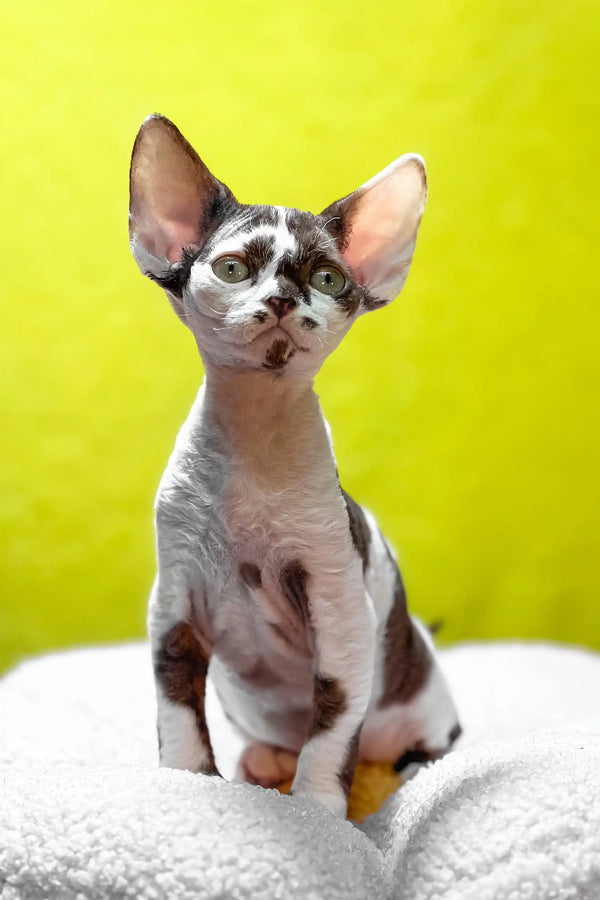 Costas | devon rex kitten