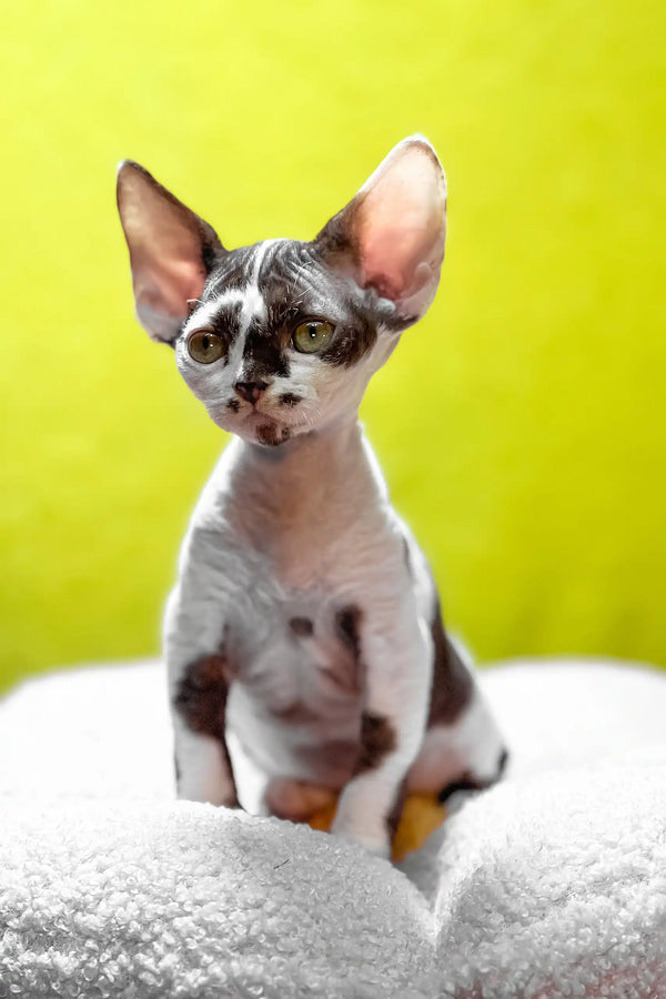 Costas | devon rex kitten